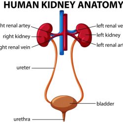 Level up rn renal system