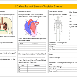 Gizmos muscles and bones answer key