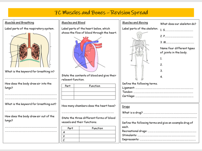 Gizmos muscles and bones answer key