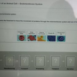 Bioflix activity tour of a plant cell