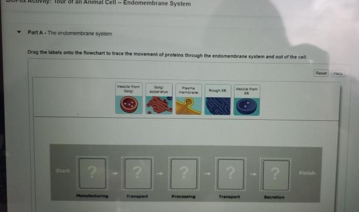 Bioflix activity tour of a plant cell