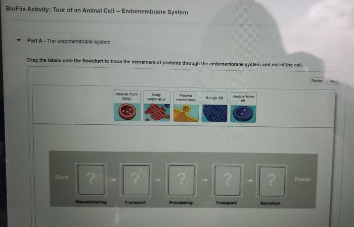 Bioflix activity tour of a plant cell