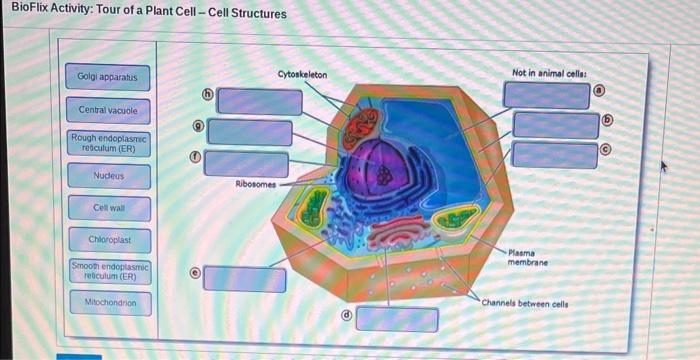 Bioflix activity tour of a plant cell