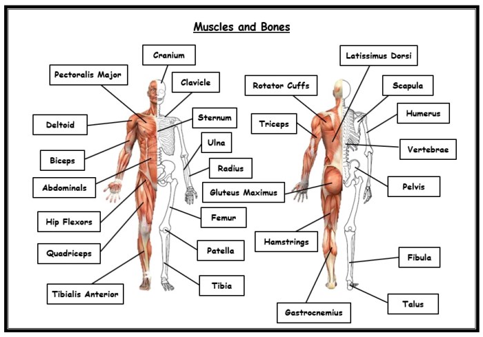 Gizmos muscles and bones answer key