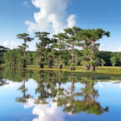 Birds of east texas piney woods