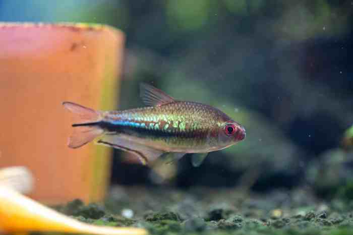 Cardinal tetras freshwater breeds