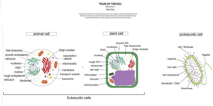 Bioflix activity tour of a plant cell