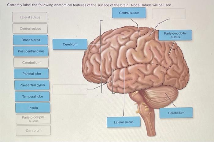 Talocrural anatomical correctly