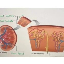 Correctly label the following anatomical features of dystrophin.