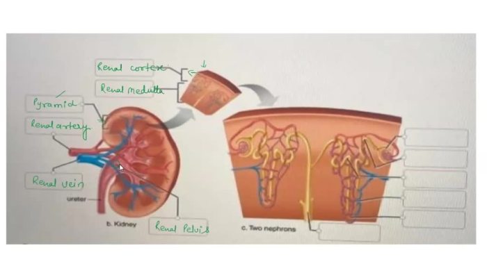 Correctly label the following anatomical features of dystrophin.