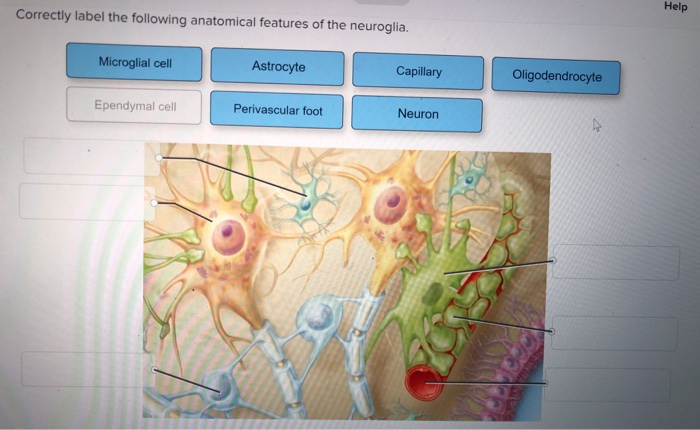 Correctly label the following anatomical features of dystrophin.